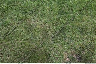 photo texture of grass 0001